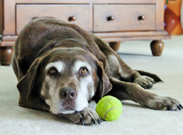Old Senior Dog