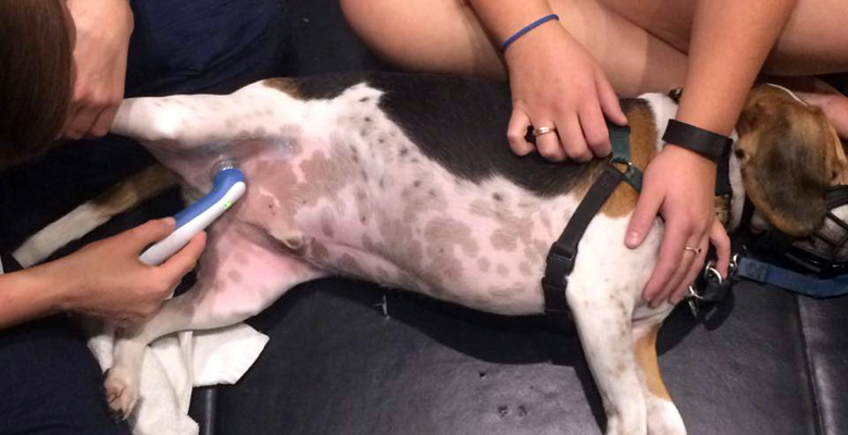 Ultrasound Therapy Treatment on Dog